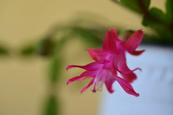 Close Beautiful Flower — Stock Photo, Image