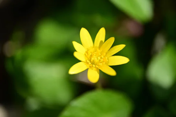 Beautiful Bright Flower Garden — Stock Photo, Image
