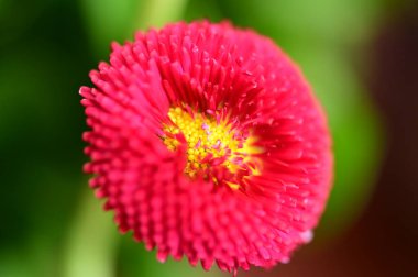 Bahçedeki güzel, parlak çiçek.