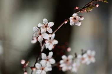 Güzel beyaz çiçekler, ağaç çiçekleri, yakın görüş.