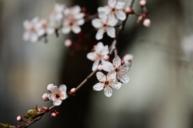Güzel beyaz çiçekler, ağaç çiçekleri, yakın görüş.