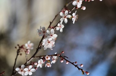 Güzel beyaz çiçekler, ağaç çiçekleri, yakın görüş.