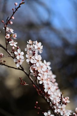 Güzel beyaz çiçekler, ağaç çiçekleri, yakın görüş.