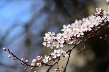 Güzel beyaz çiçekler, ağaç çiçekleri, yakın görüş.