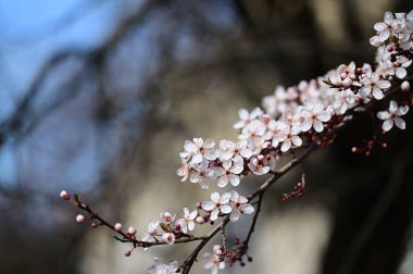 Güzel beyaz çiçekler, ağaç çiçekleri, yakın görüş.