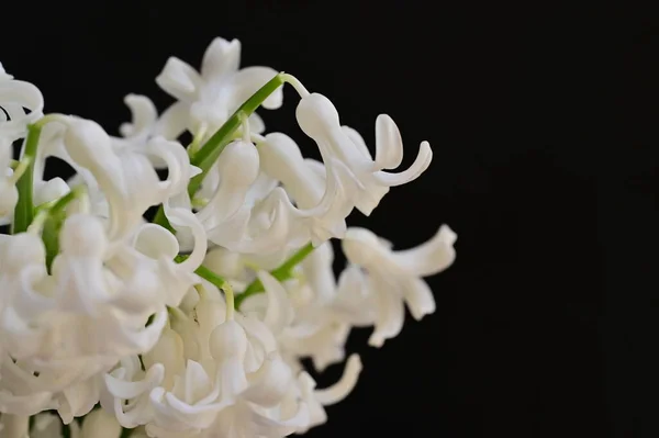 Belle Composition Florale Printanière Avec Des Fleurs Blanches — Photo