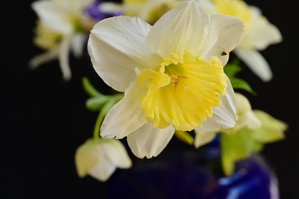 Красивый Весенний Цветочный Состав Цветами — стоковое фото