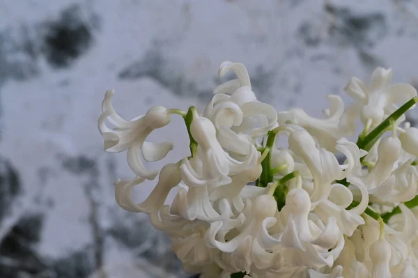 Piękny Wiosenny Kompozycja Kwiatowa Białymi Kwiatami — Zdjęcie stockowe