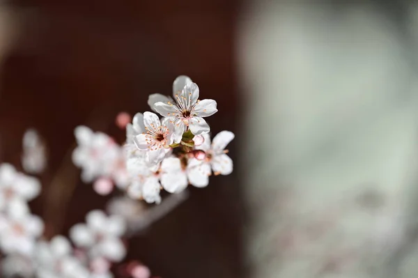 Beautiful White Flowers Tree Blossom Close View — Stock Photo, Image