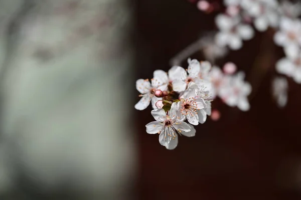 stock image beautiful white flowers, tree blossom, close up view