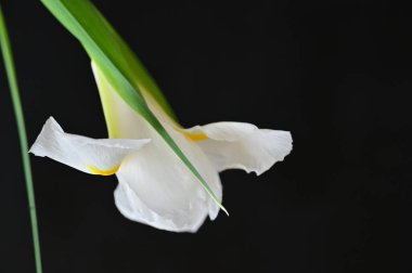 Güzel çiçeğe yakın çekim, stüdyo çekimi. 