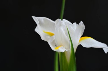 Güzel çiçeğe yakın çekim, stüdyo çekimi. 