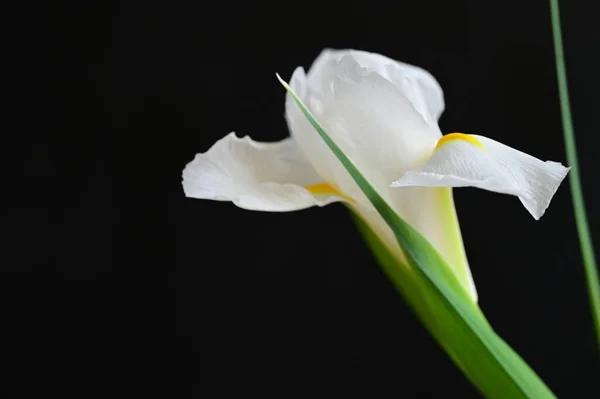 Zbliżenie Piękny Kwiat Studio Strzał — Zdjęcie stockowe