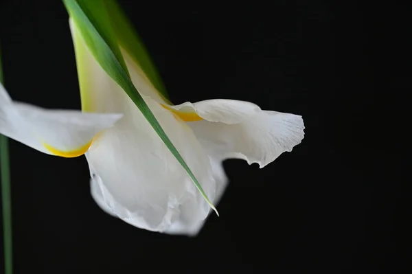 Крупним Планом Красива Квітка Студійний Знімок — стокове фото