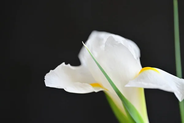 Güzel Çiçeğe Yakın Çekim Stüdyo Çekimi — Stok fotoğraf