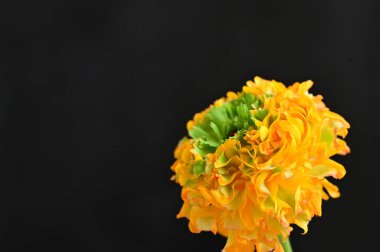 Güzel çiçeğe yakın çekim, stüdyo çekimi. 