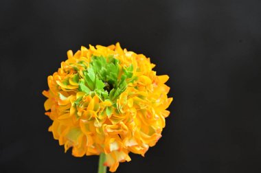 Güzel çiçeğe yakın çekim, stüdyo çekimi. 