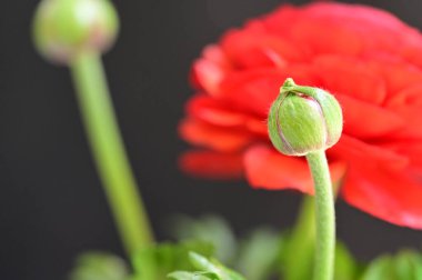 Güzel kırmızı çiçekleri ve tomurcukları kapatın. 