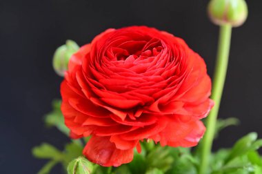 Güzel çiçeğe yakın çekim, stüdyo çekimi. 