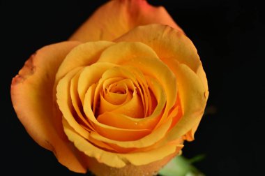 Güzel gül çiçeğine yaklaş