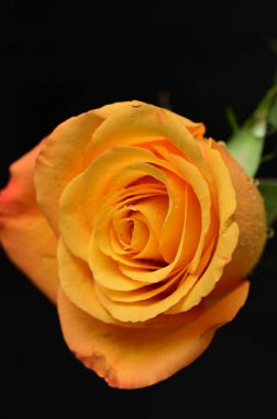 Güzel gül çiçeğine yaklaş