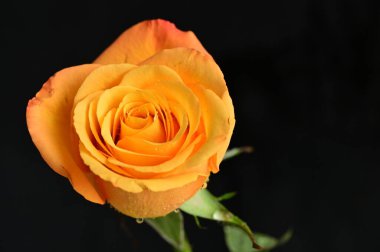 Güzel gül çiçeğine yaklaş