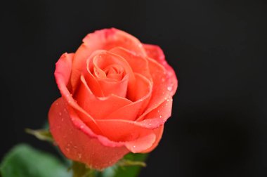 Güzel gül çiçeğine yaklaş