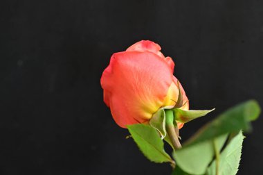 Güzel gül çiçeğine yaklaş