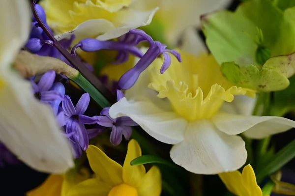 Красивый Весенний Цветочный Состав Цветами — стоковое фото