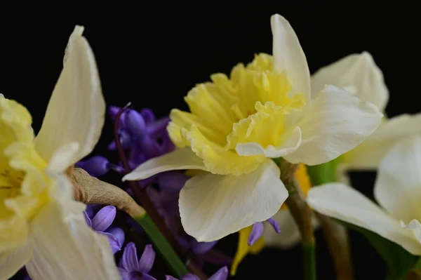 Piękny Wiosenny Kompozycja Kwiatowa Kwiatami — Zdjęcie stockowe