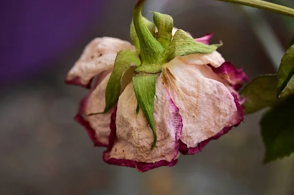 Zbliżenie Suchego Kwiatu Róży — Zdjęcie stockowe