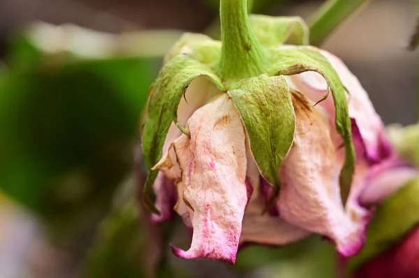 Nahaufnahme Von Trockener Rosenblüte — Stockfoto