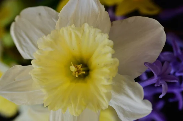 Hermosa Composición Floral Primavera Con Flores — Foto de Stock