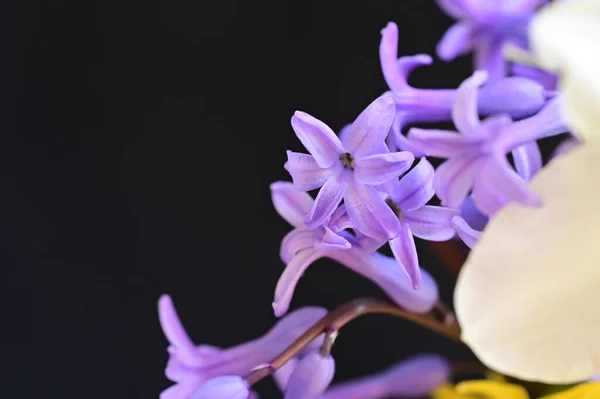 Piękny Wiosenny Kompozycja Kwiatowa Kwiatami — Zdjęcie stockowe