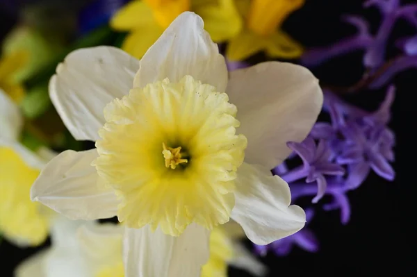 Hermosa Composición Floral Primavera Con Flores —  Fotos de Stock