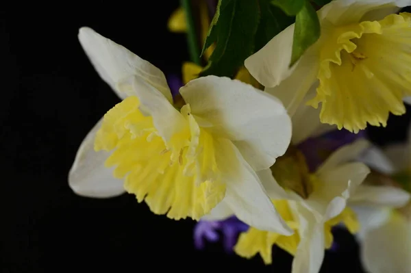 Hermosa Composición Floral Primavera Con Flores — Foto de Stock