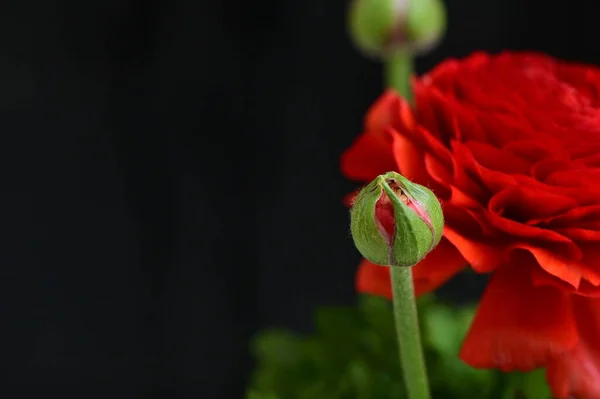 stock image close up of  beautiful   flower, studio shot 