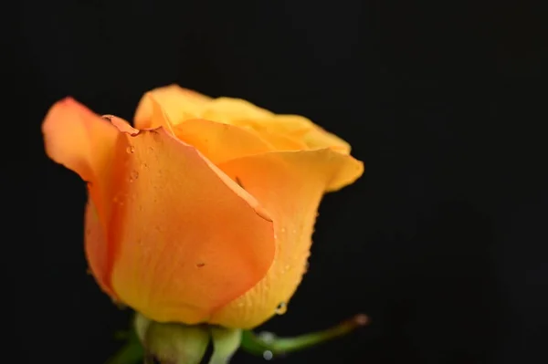 Крупним Планом Красива Трояндова Квітка — стокове фото