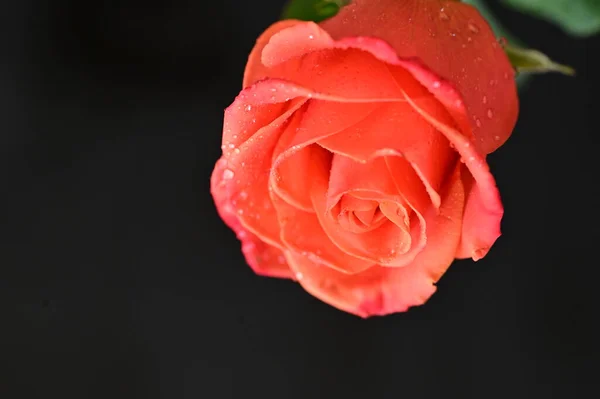 Zbliżenie Piękny Kwiat Róży — Zdjęcie stockowe