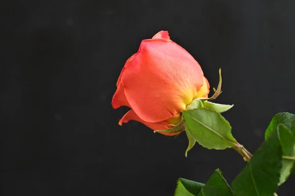 Närbild Vacker Ros Blomma — Stockfoto
