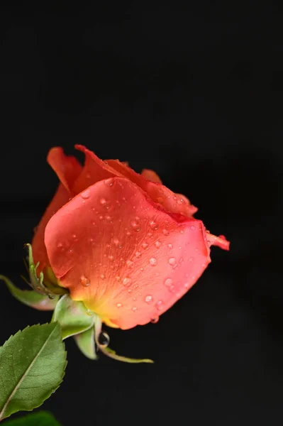 Close Beautiful Rose Flower Royalty Free Stock Images