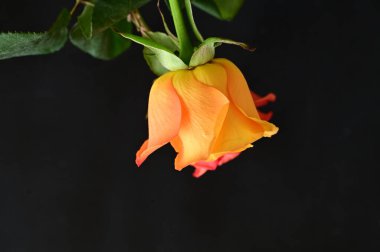 Güzel gül çiçeğine yaklaş