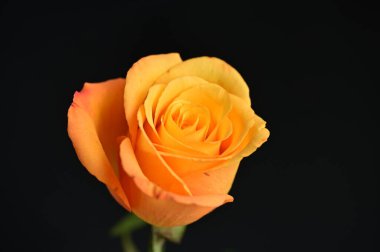 Güzel gül çiçeğine yaklaş