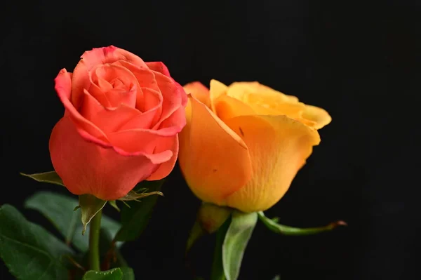 stock image beautiful roses  flowers, close up