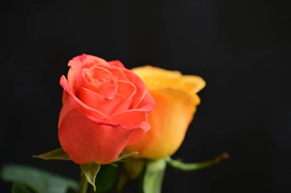 Όμορφα Τριαντάφυλλα Κοντά — Φωτογραφία Αρχείου