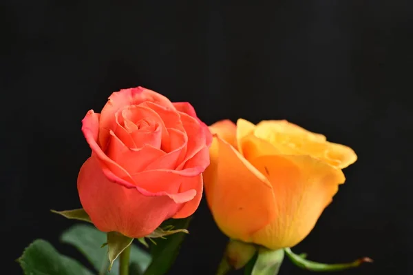 Piękne Róże Kwiaty Zbliżenie — Zdjęcie stockowe