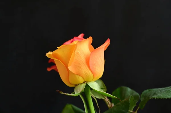 Güzel Gül Çiçeğine Yaklaş — Stok fotoğraf