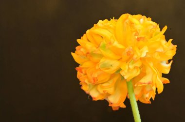 güzel sarı çiçek yakın çekim