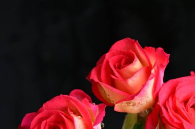 Güzel güller, kapatın.