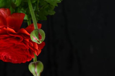 Güzel kırmızı çiçekleri ve tomurcukları kapatın. 